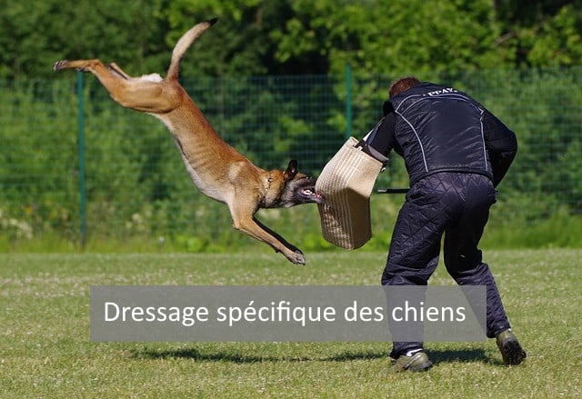 dressage spécifique des chiens